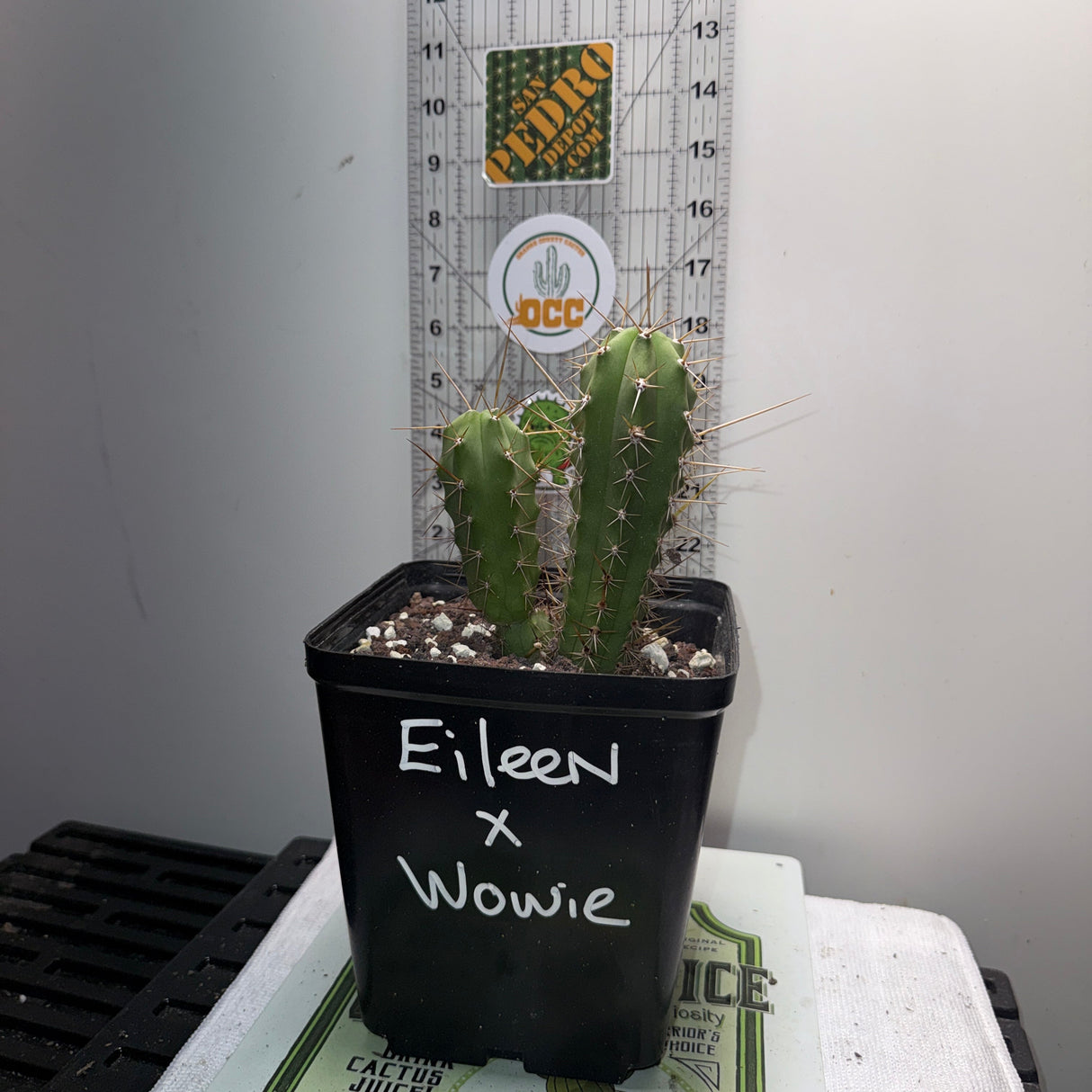 Rare Cactus - Columnar Cactus Hybrid - (EILEENxWOWIE)