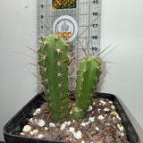 Rare Cactus - Columnar Cactus Hybrid - (EILEENxWOWIE)