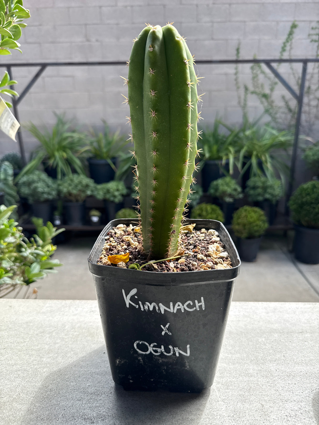 KIMNACH x OGUN - Columnar Cactus Hybrid
