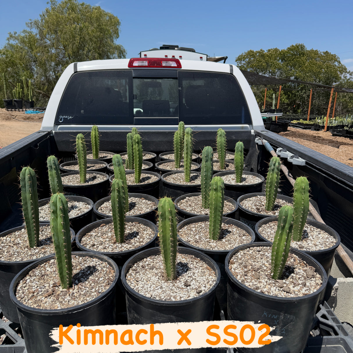 Columnar Cactus Hybrid - (KIMNACH x SS02)