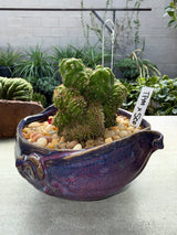 TPM x Scopulicola - Columnar Cactus Hybrid