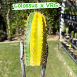 Columnar Cactus Hybrid - Variegated - (COLOSSUS x VRG)