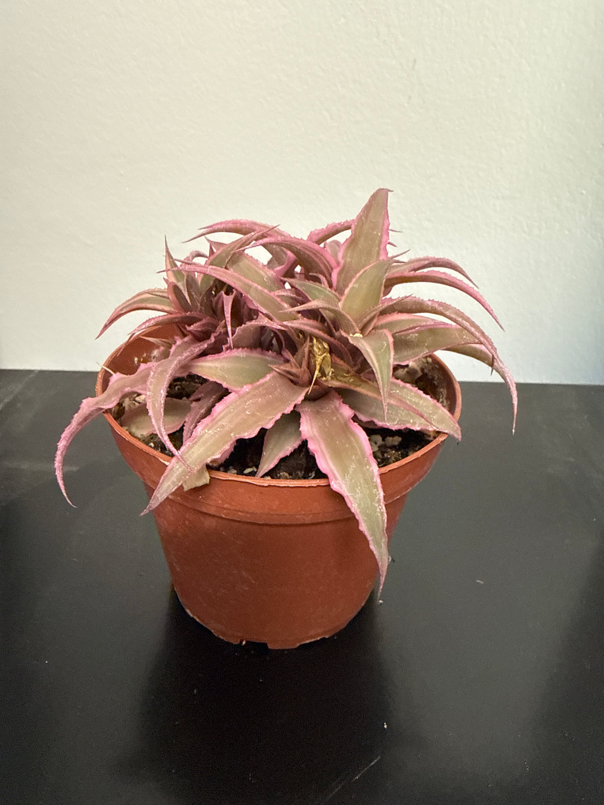 Cryptanthus 'Hot Pink' – Pink Earth Star Bromeliad