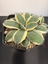 Agave Applanata 'Cream Spikes'
