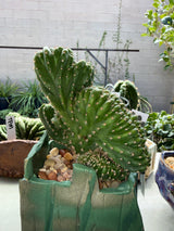 TPM x Scopulicola - Columnar Cactus Hybrid