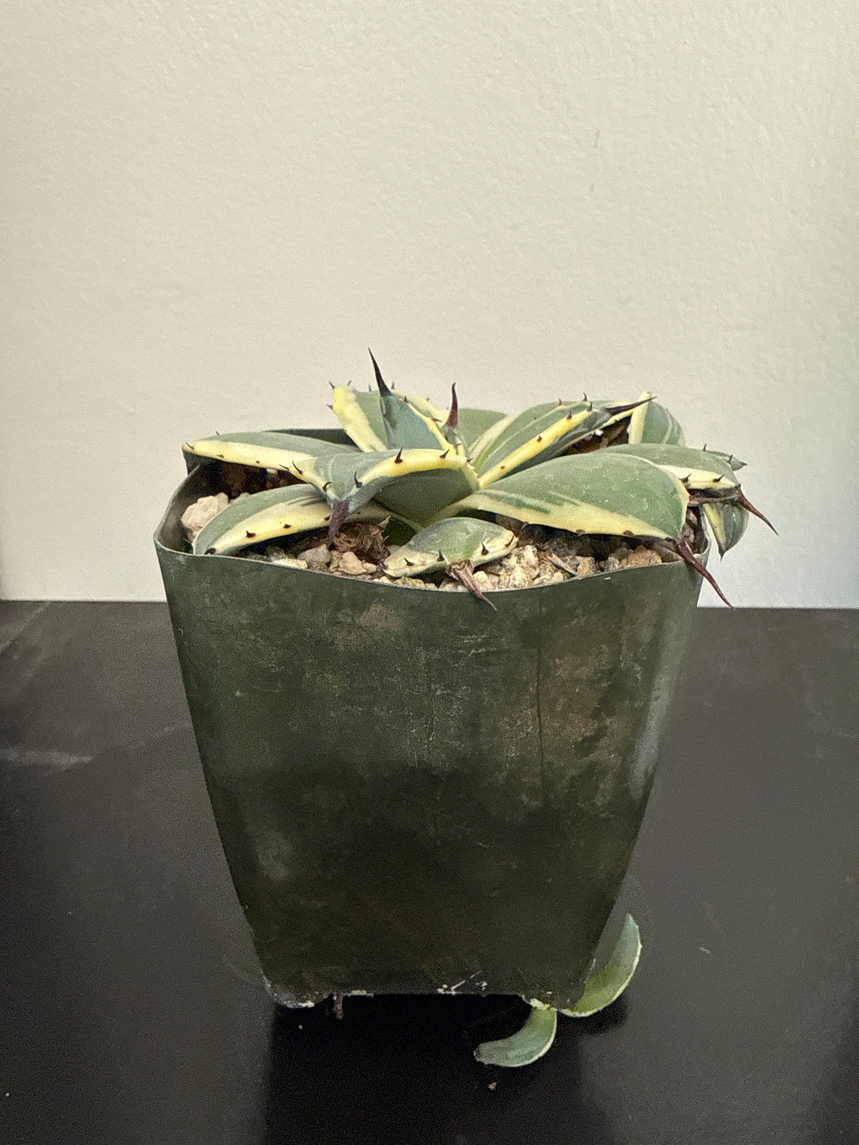 Agave Applanata 'Cream Spikes'