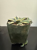 Agave Applanata 'Cream Spikes'