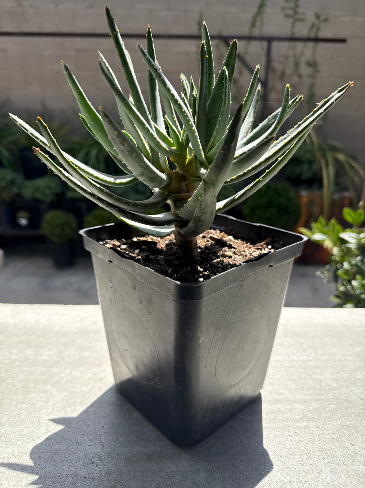 Aloidendron Ramosissimum - Aloe Ramosissima - Maiden's Quiver Tree
