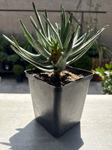 Aloidendron Ramosissimum - Aloe Ramosissima - Maiden's Quiver Tree