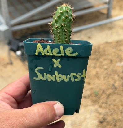 Columnar Cactus Hybrid - (Adele x Sundburst)