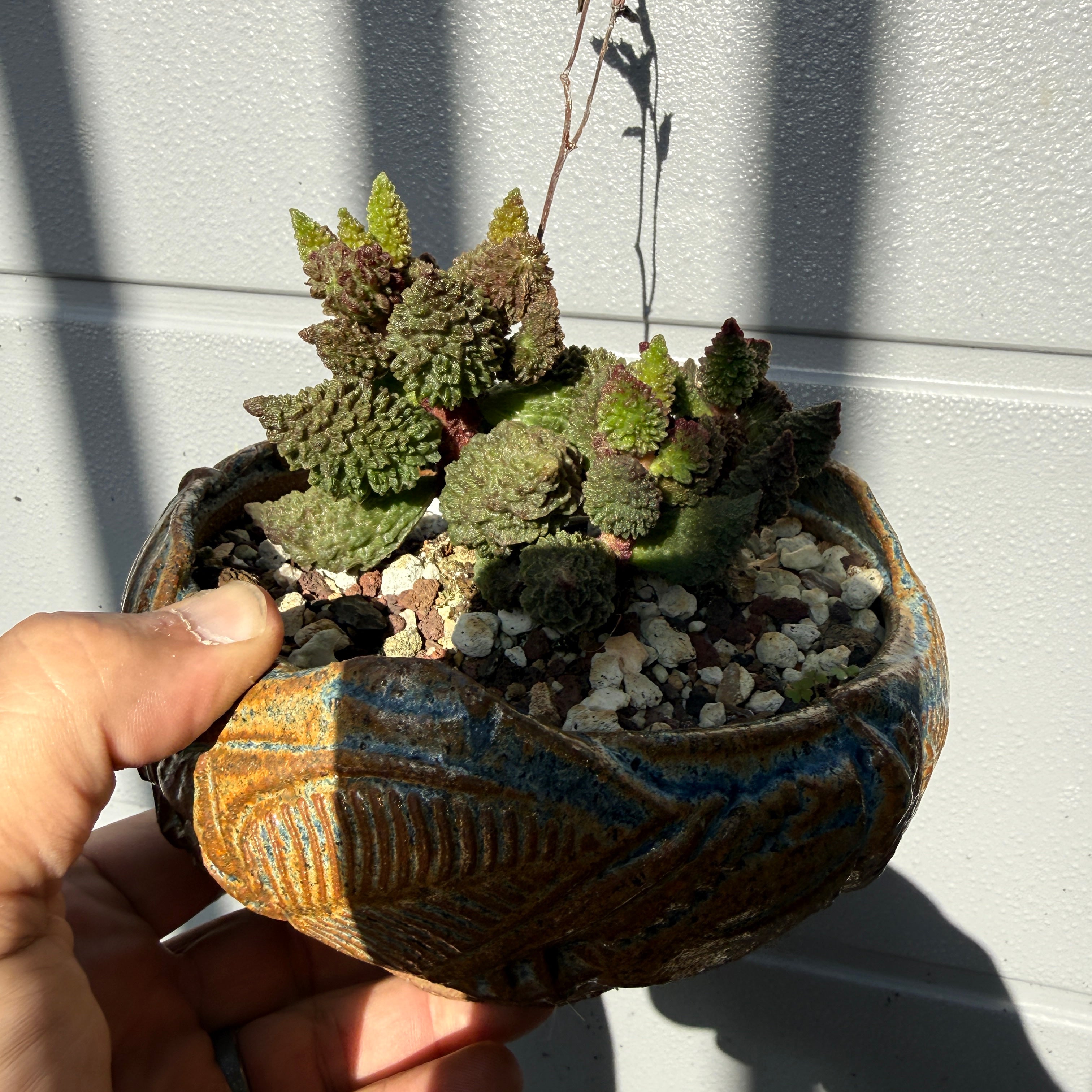 Adromischus Herrei