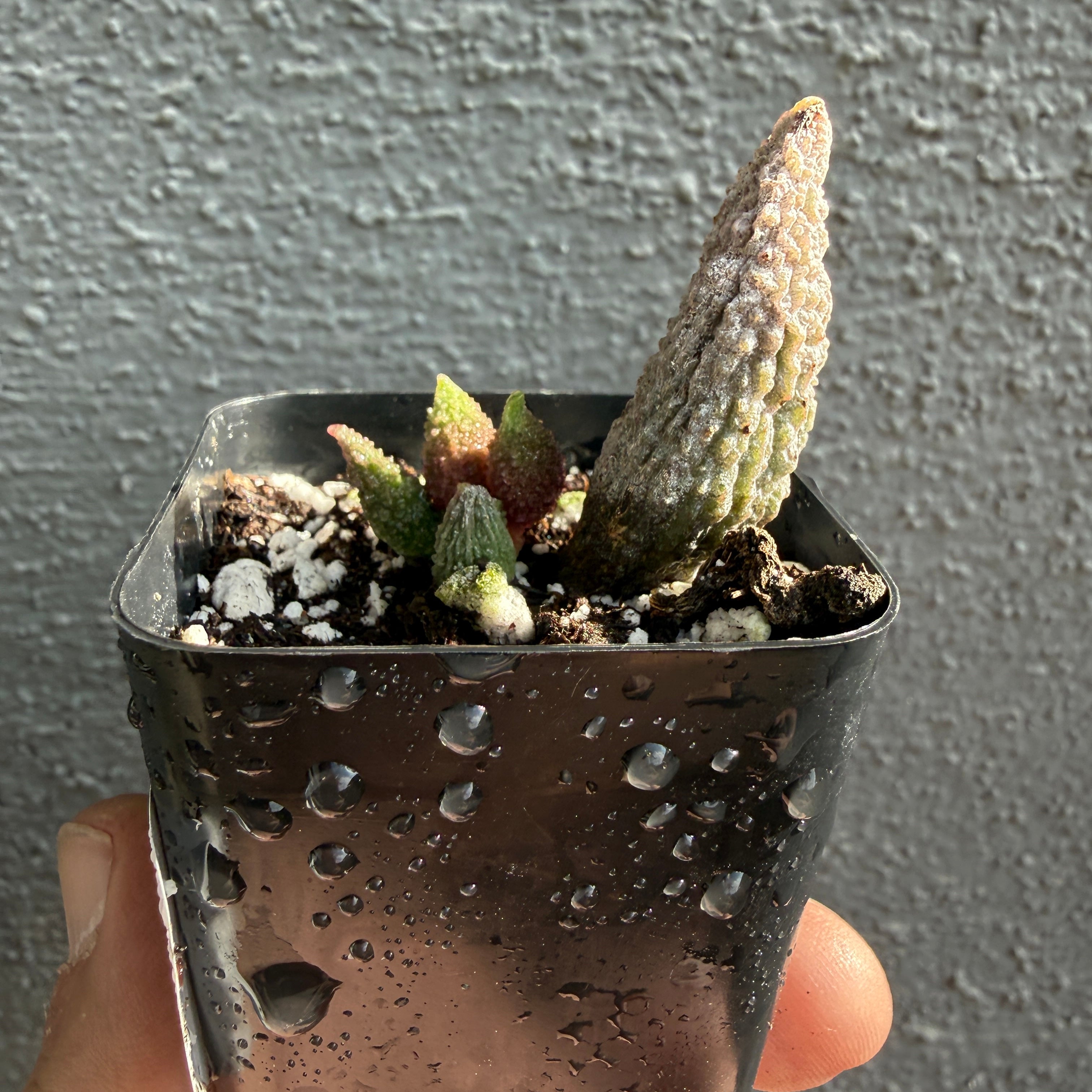 Adromischus Herrei