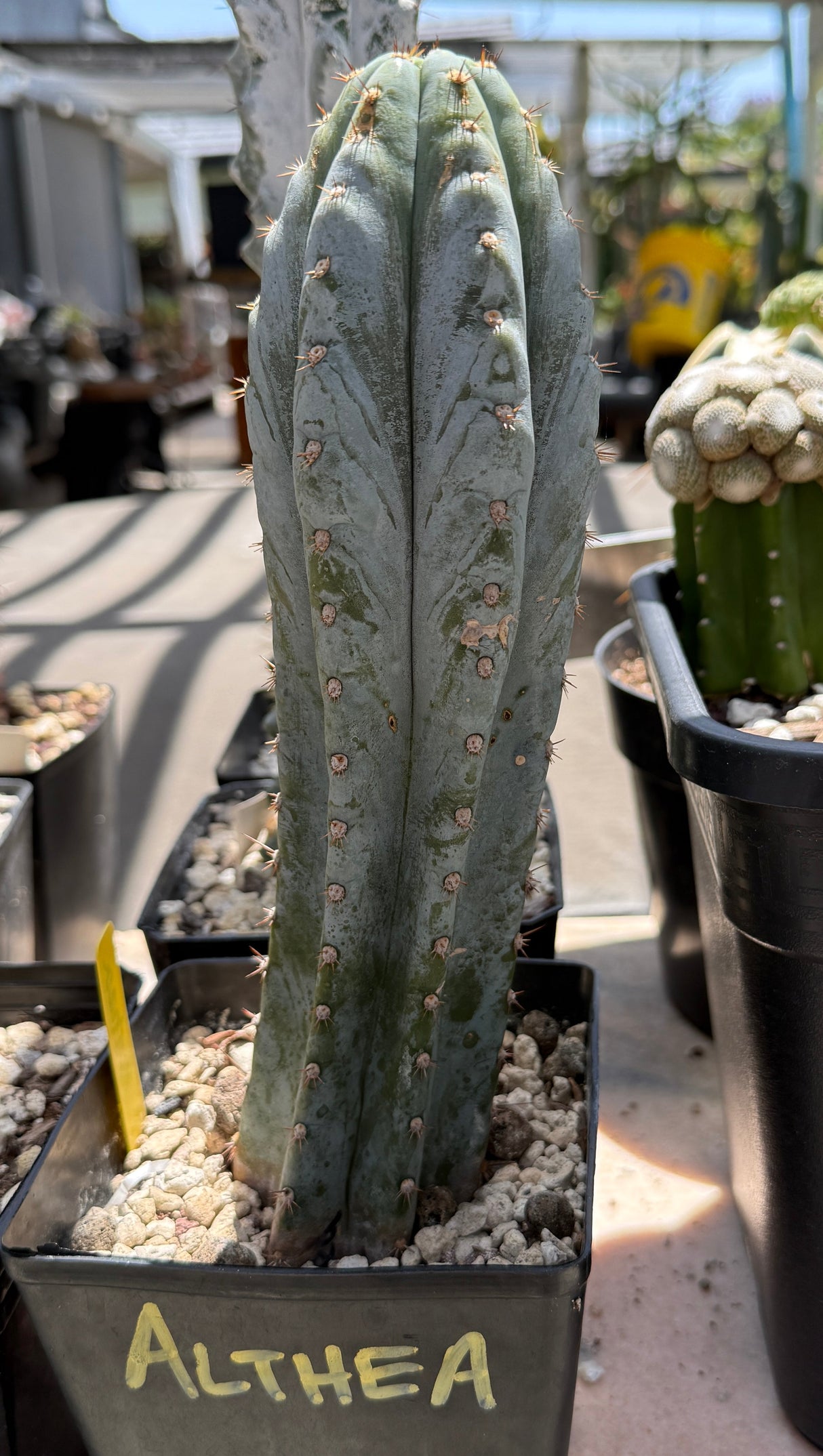 Columnar Cactus Clone - (ALTHEA CLONE)