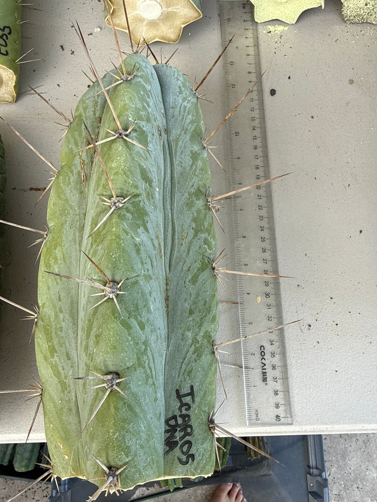Columnar Cactus Clone - (Icaros DNA)