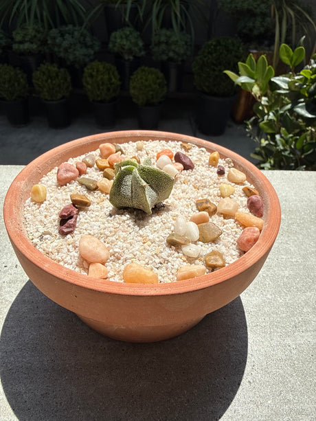Astrophytum Myriostigma