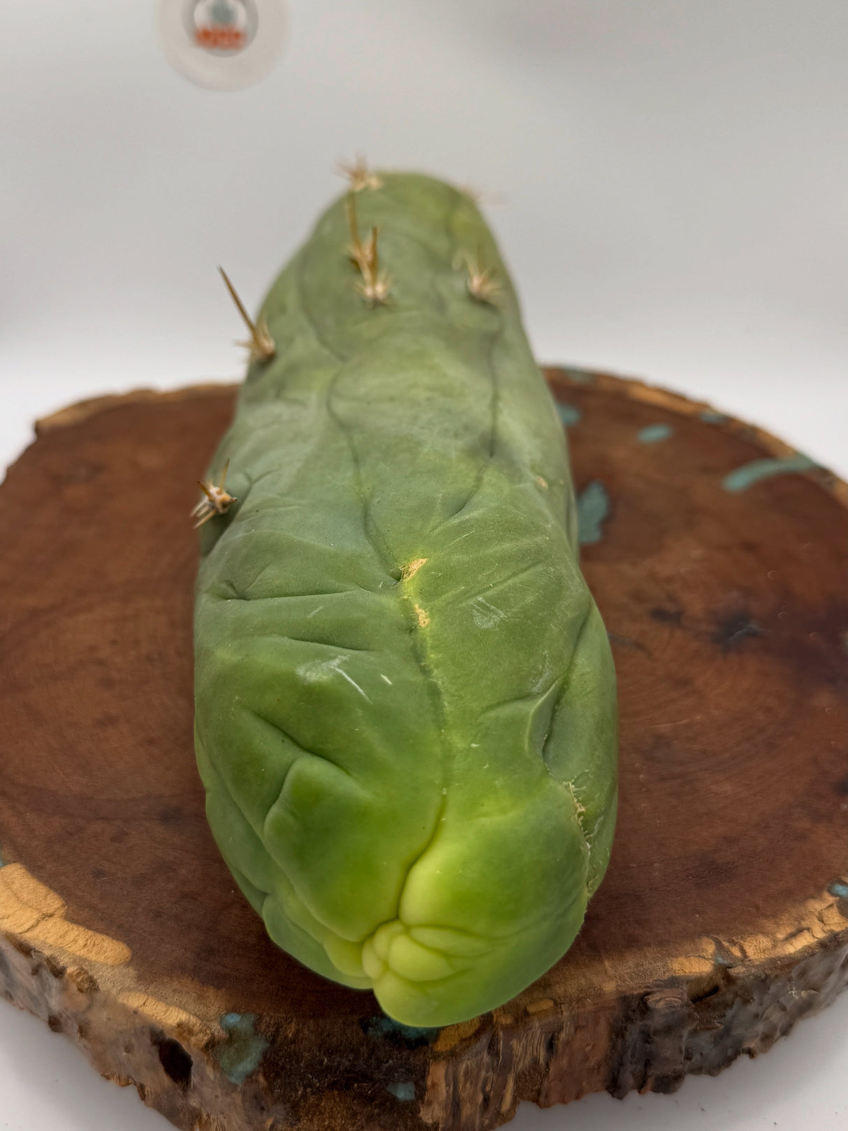 Columnar Cactus Clone - (Bruce's Dragon)