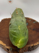 Columnar Cactus Clone - (Bruce's Dragon)