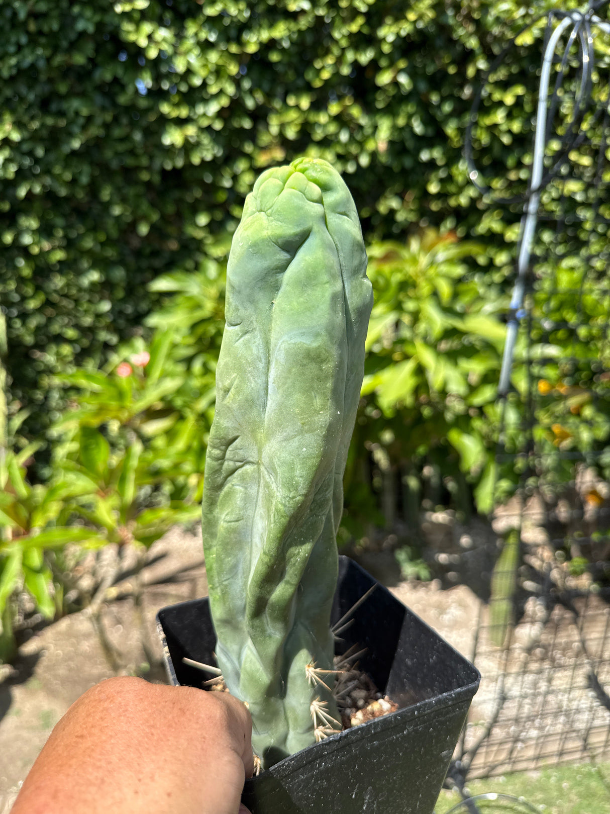 Columnar Cactus Clone - (Bruce's Dragon)