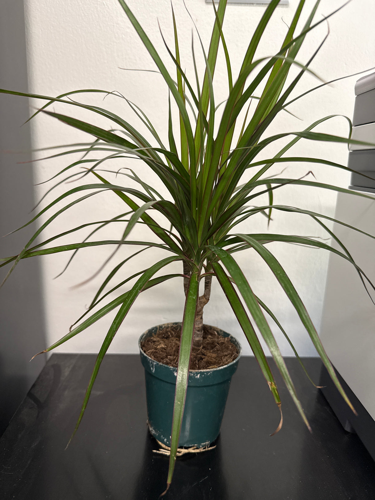 Dracaena Marginata Cane – Madagascar Dragon Tree