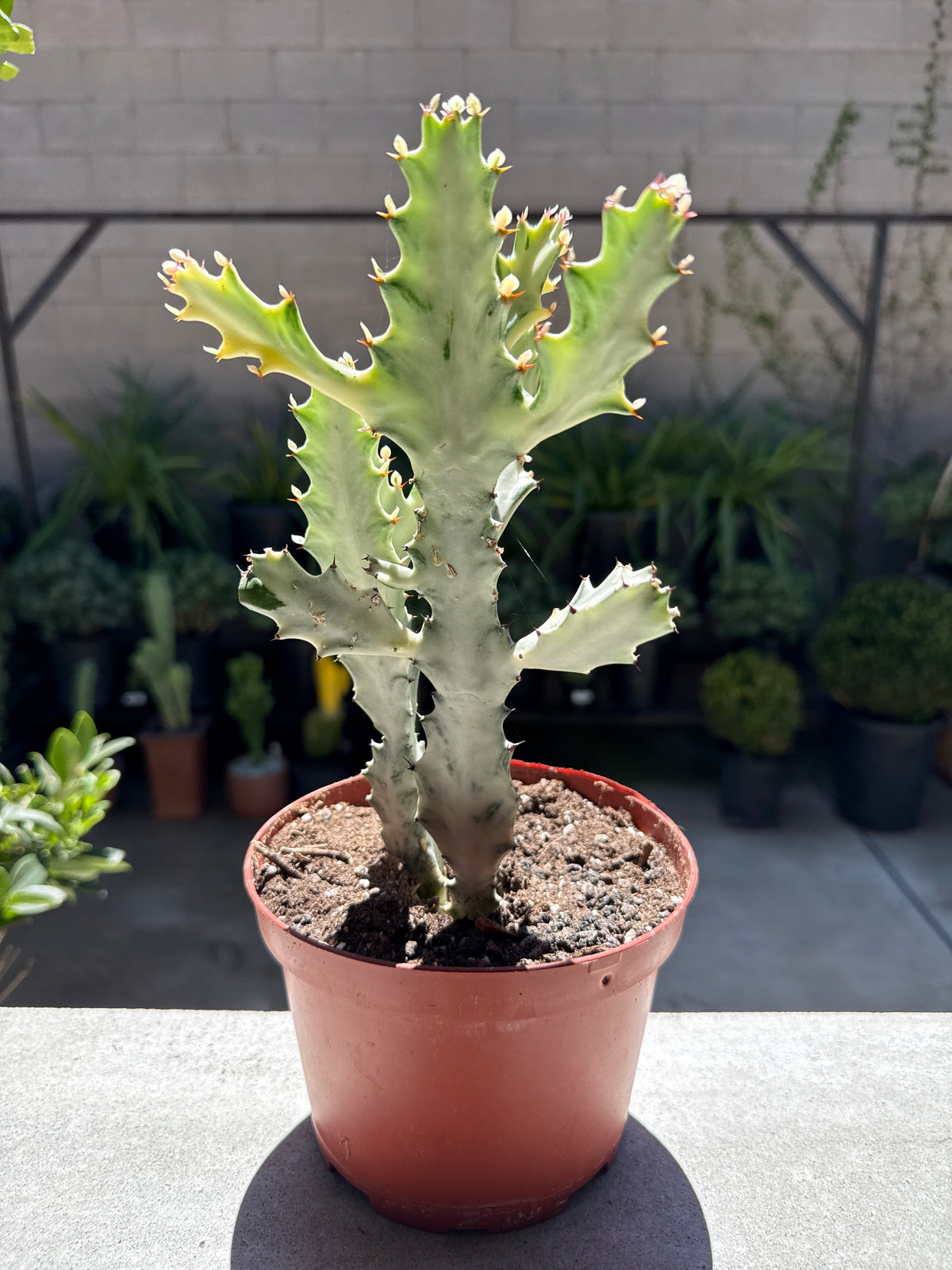 Euphorbia lactea 'Variegata' – White Ghost / Dragon Bones