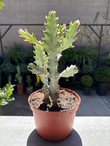 Euphorbia lactea 'Variegata' – White Ghost / Dragon Bones