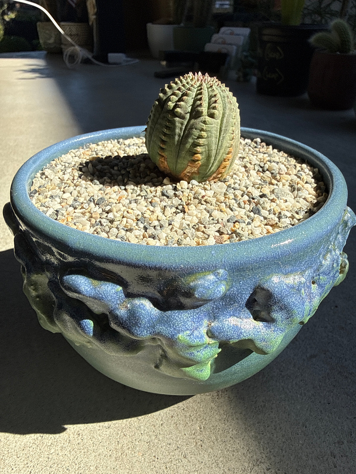 Euphorbia obesa