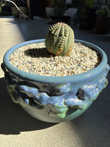 Euphorbia obesa