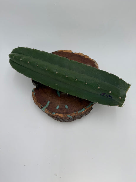 Columnar Cactus Clone - (Eck)
