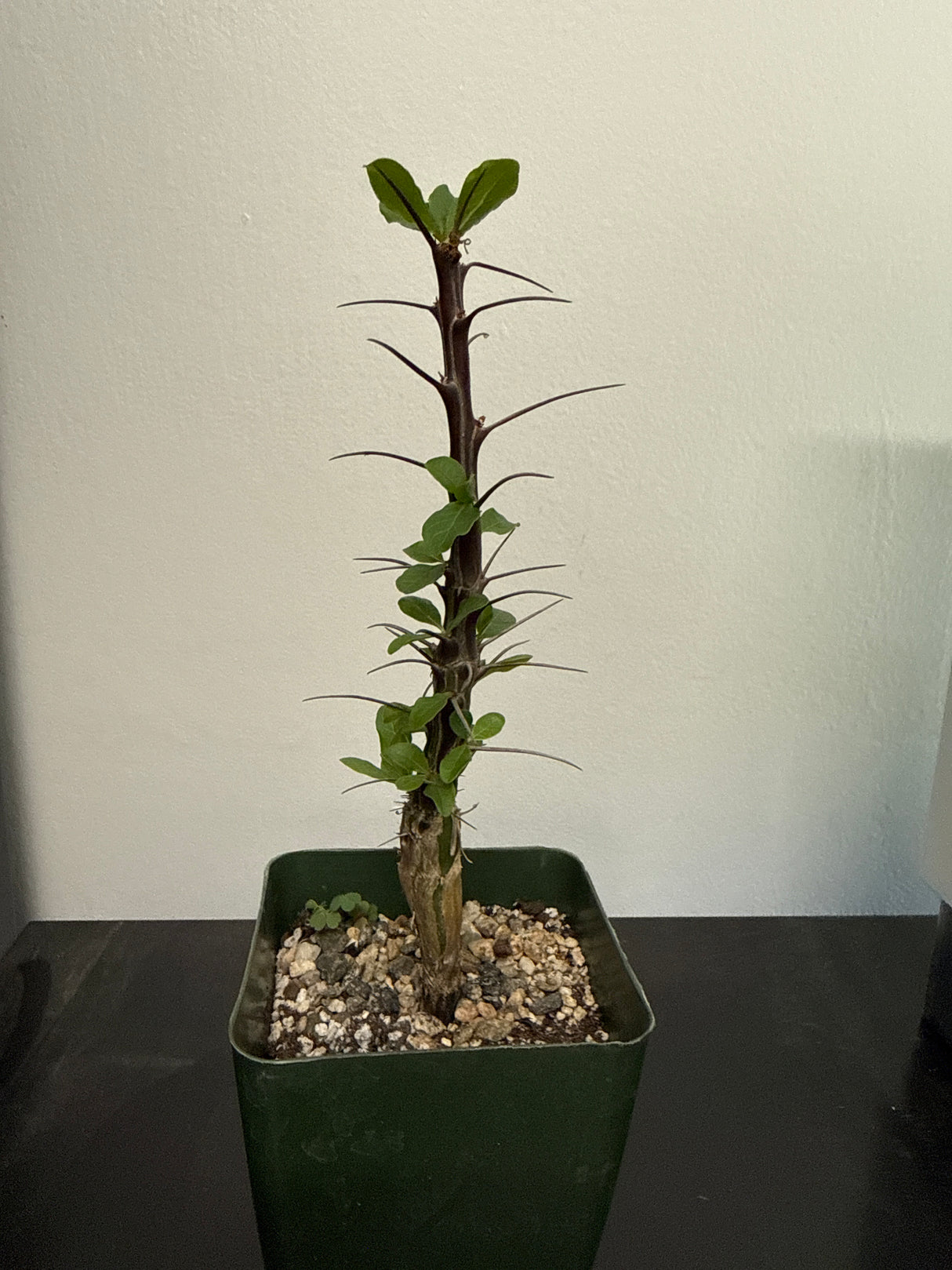 Fouquieria Macdoughalii - Mexican Tree Ocotillo