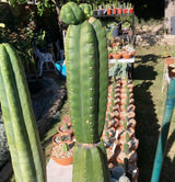 Columnar Cactus Clone - (Eck)