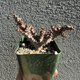 Edithcolea Grandis