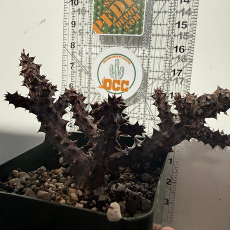 Edithcolea Grandis