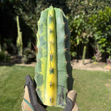 Columnar Cactus Hybrid - (Shooting Star VRG)