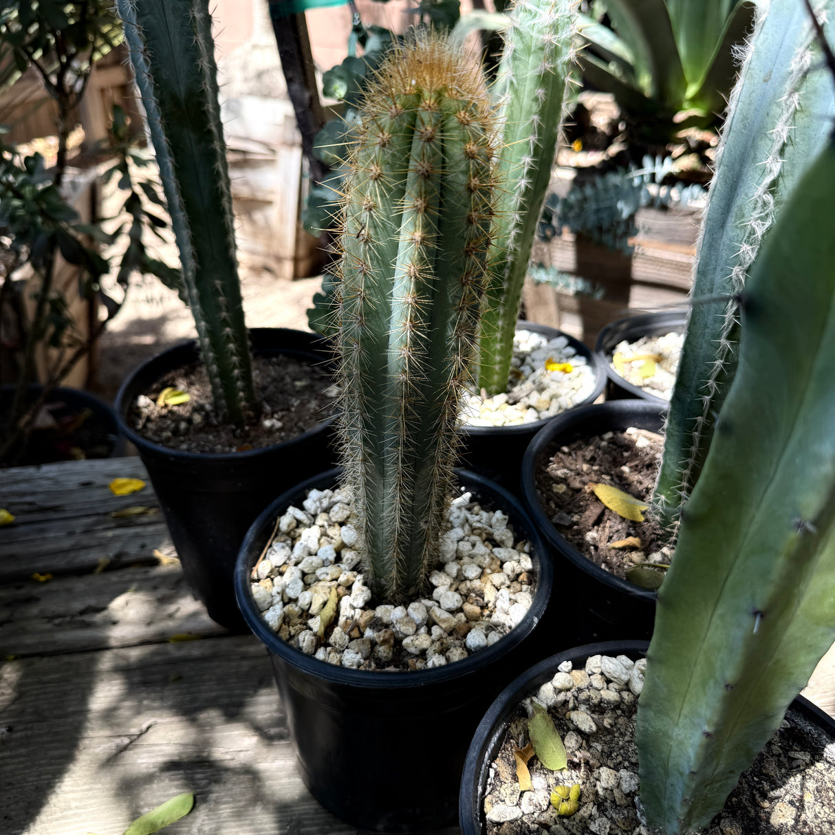 Pilosocereus Chrysostele