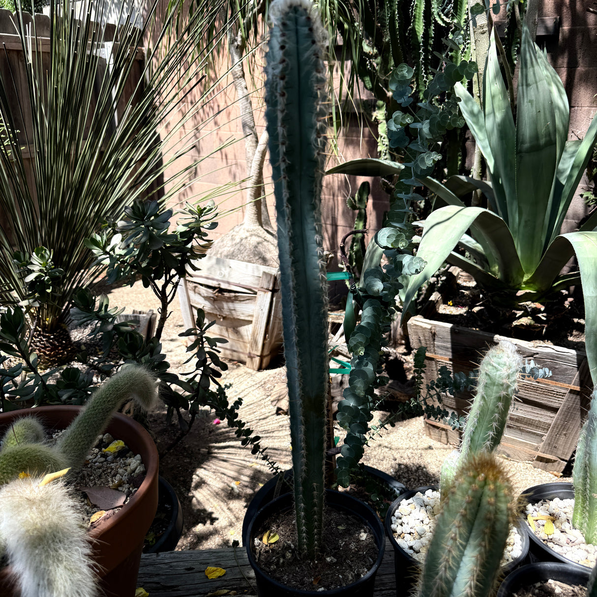 Pilosocereus Pachycladus - Blue Torch Cactus
