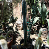 Pilosocereus Pachycladus - Blue Torch Cactus