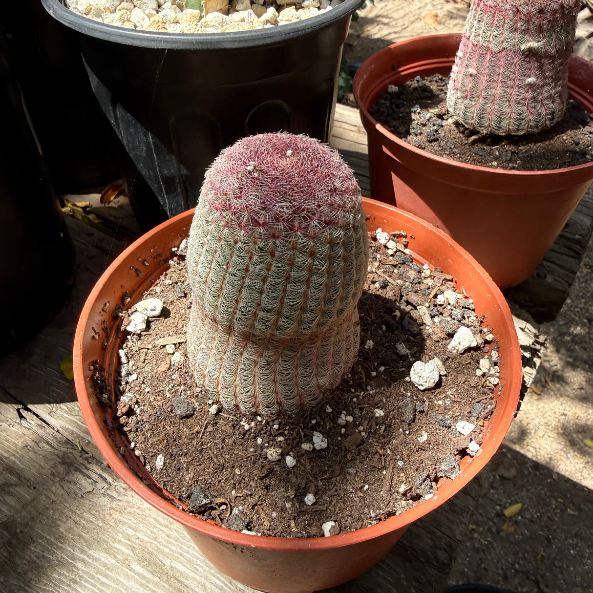 Rainbow Cactus -  Echinocereus rubrispinus