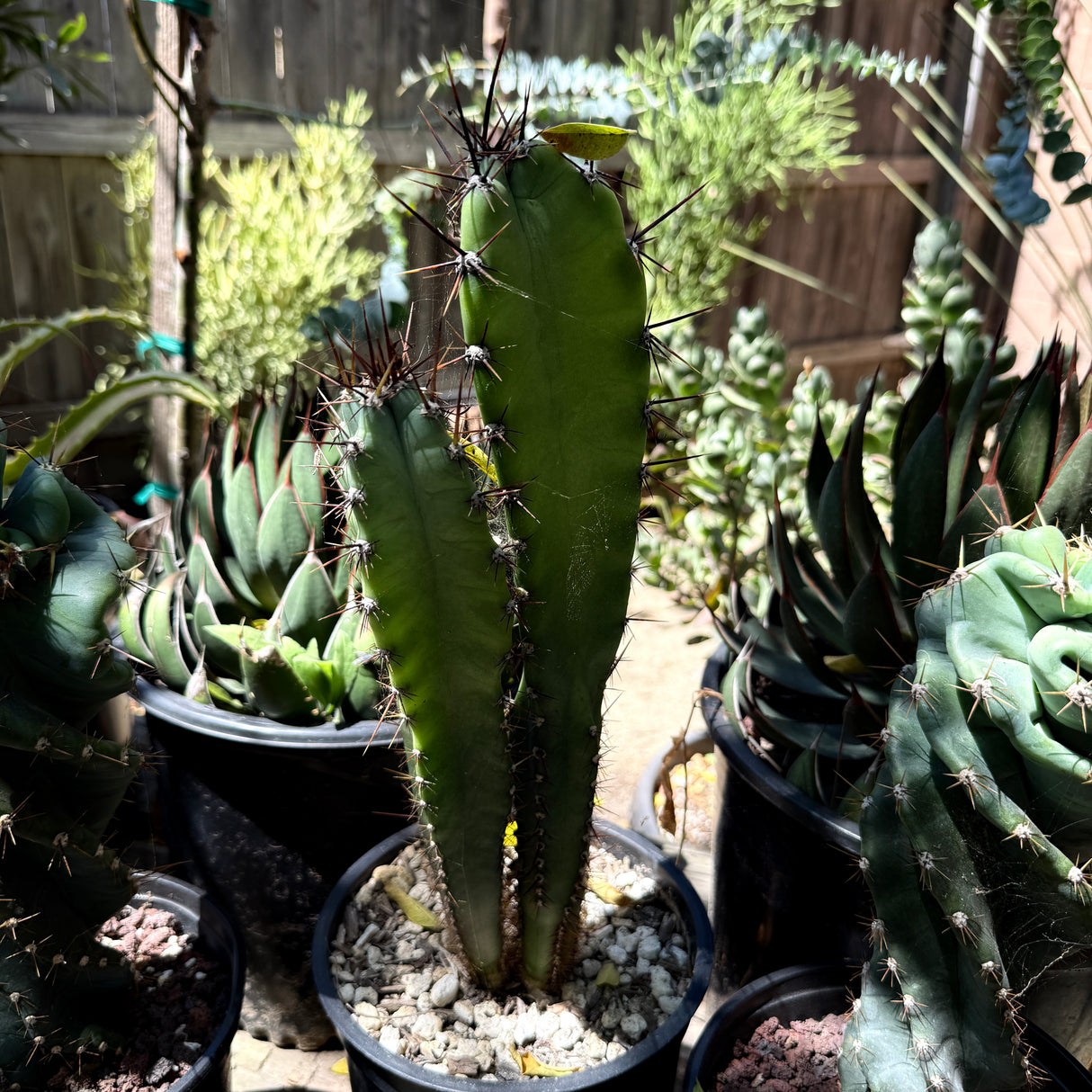 Cereus Forbesii