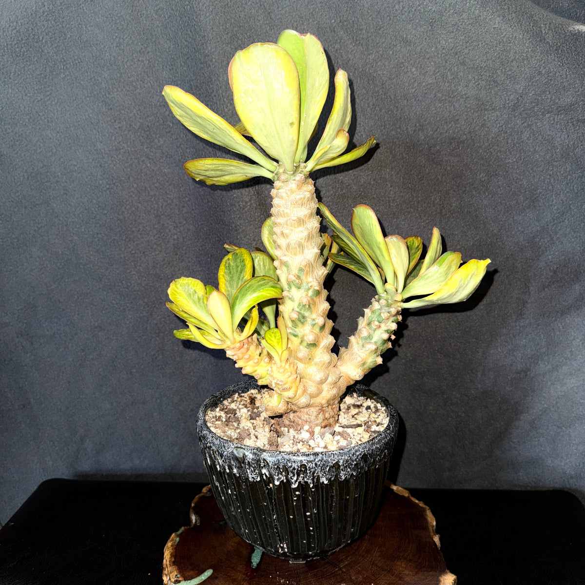 Variegated Euphorbia poissonii in Custom Ceramic Pot