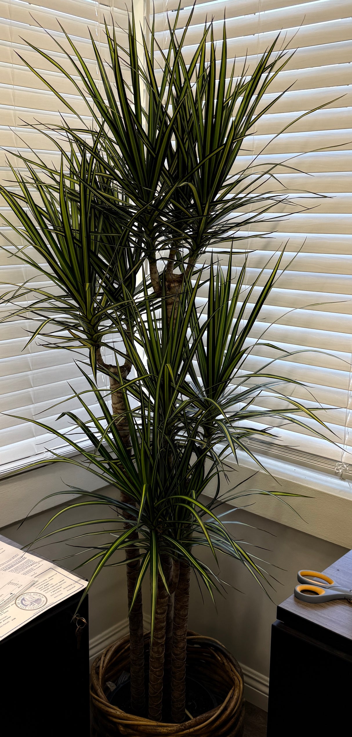 Dracaena Kiwi - Ray of Sunshine