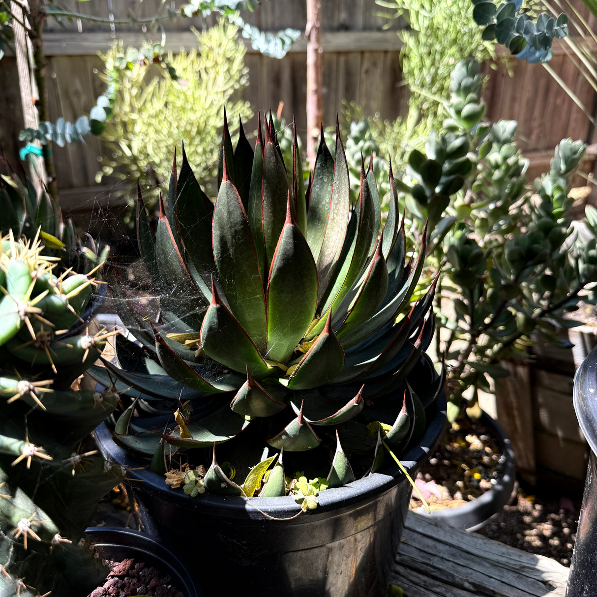 Agave 'Praying Hands'