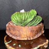 TPM Monstrose & Crested Columnar Cactus Clone