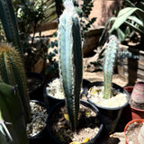 Pilosocereus Pachycladus - Blue Torch Cactus