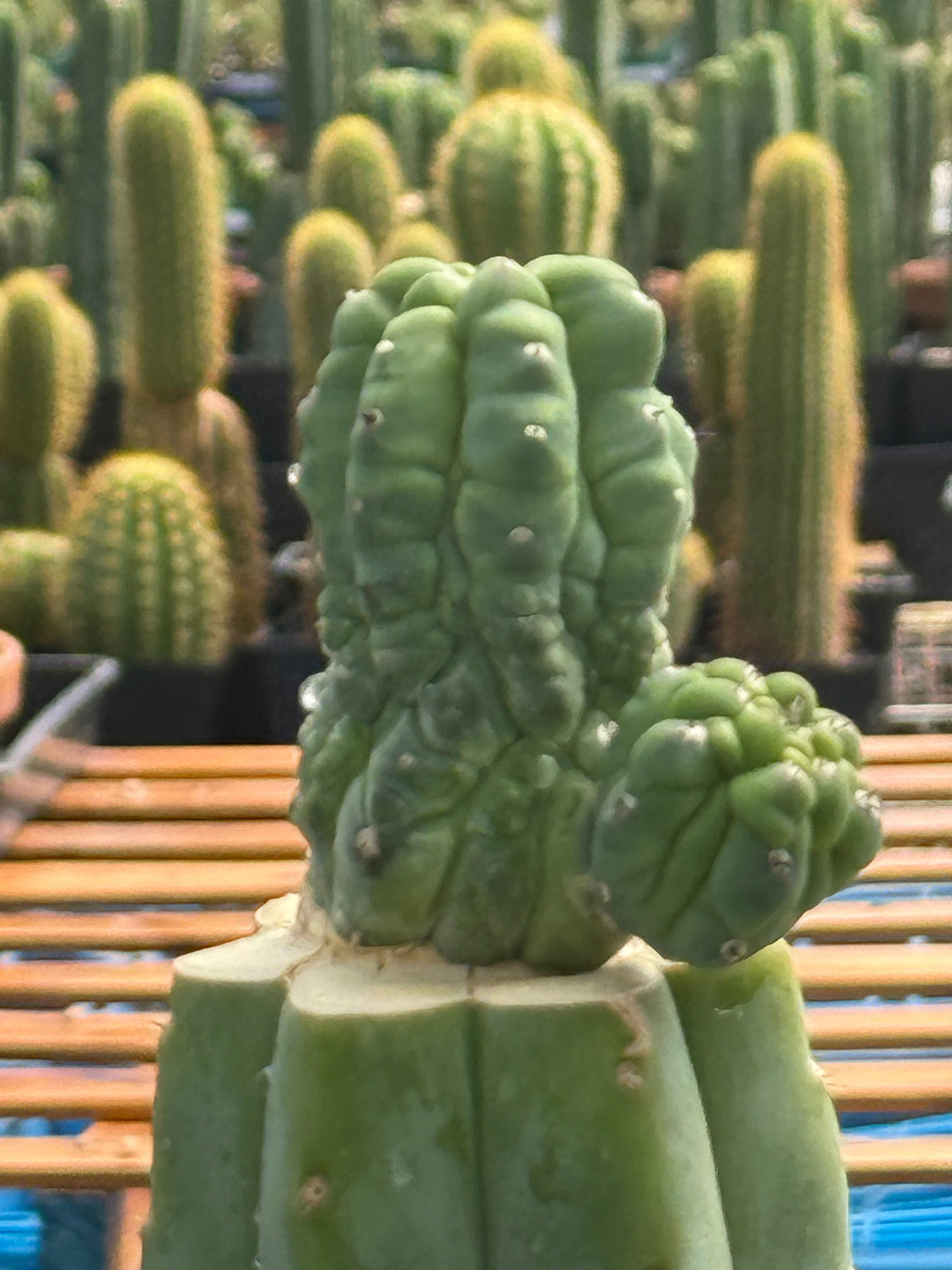 Myrtillocactus geometrizans cv. 'Glorp'