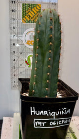 Columnar Cactus Clone - (Huariquiña-Clone)