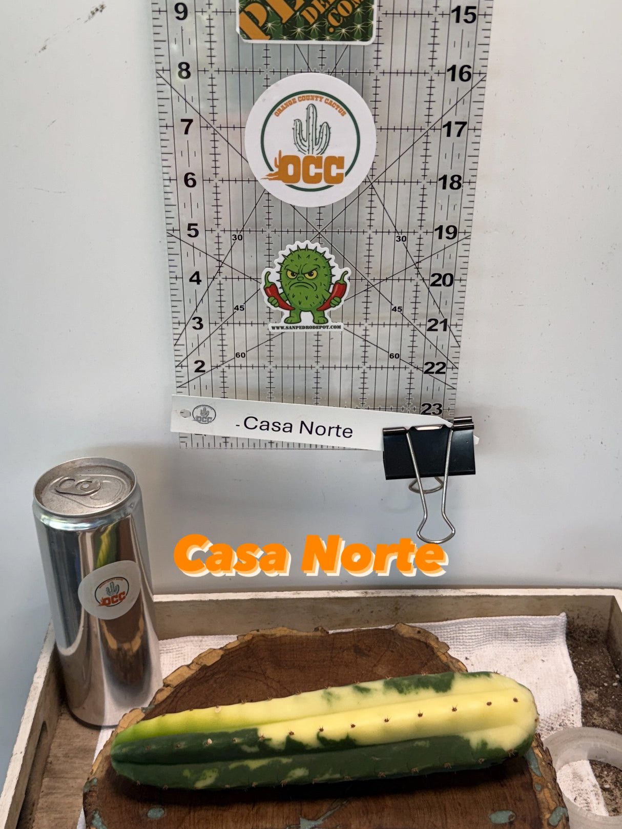 Rare Columnar Cactus - Clone - Variegated (Casa Norte)