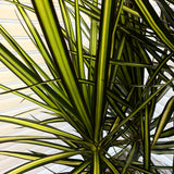 Dracaena Kiwi - Ray of Sunshine