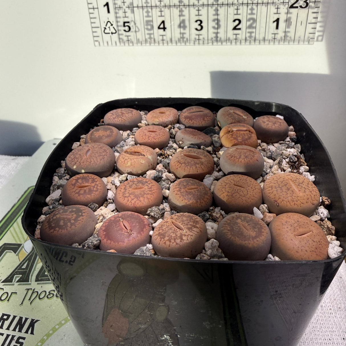 Lithops