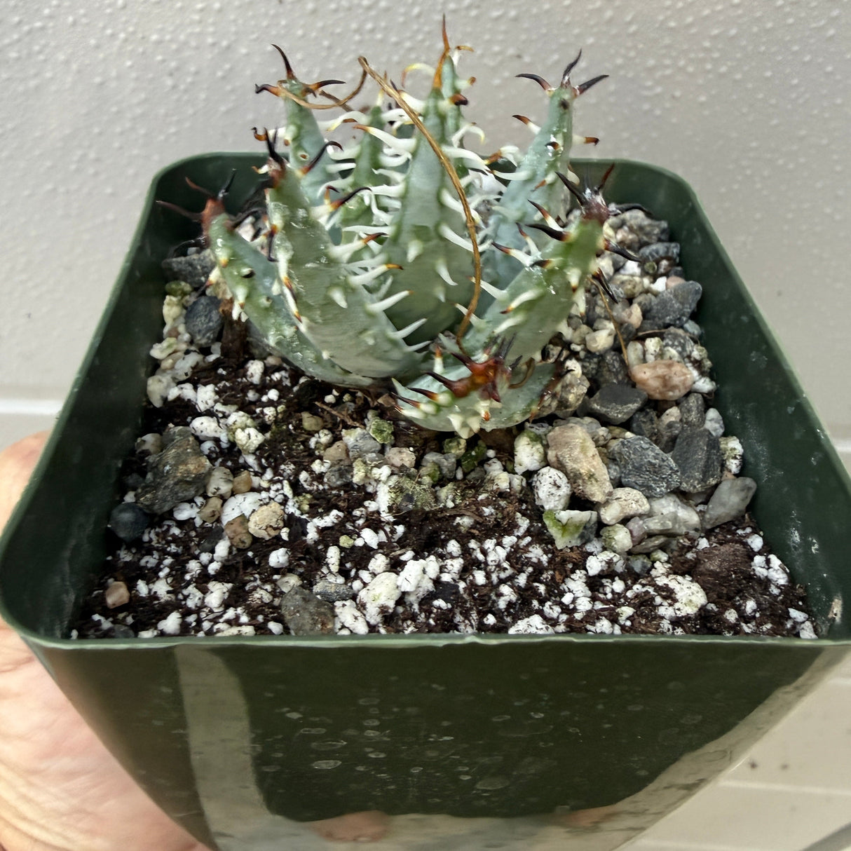 Aloe Erinacea