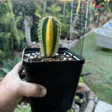 Columnar Cactus Hybrid - Variegated - (COLOSSUS x VRG)